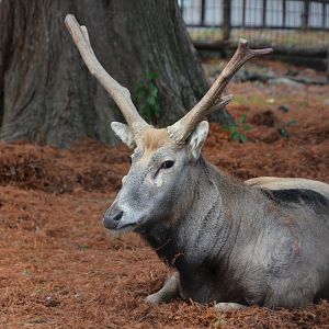 Père David's deer (Elaphurus davidianus)