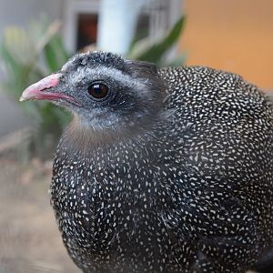 Vietnamese crested argus (Rheinardia ocellata)