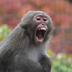 Yakushima macaque (Macaca fuscata yakui)