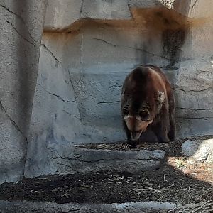 Grizzly Bear, Oct 2022