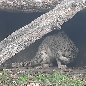 Snow Leopard- Dec 2022