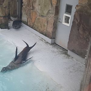 California Sea Lion and Harbor Seal