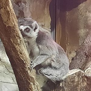 Ring Tailed Lemur