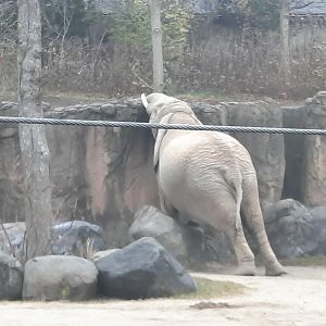 Stretching African Elephant