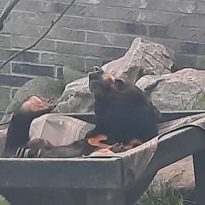 Scruffy the Sun Bear, May 2022