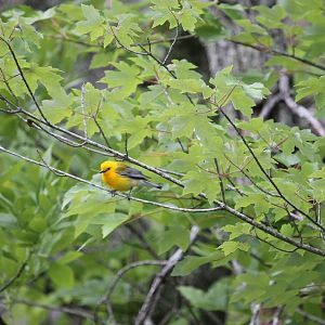 Prothonotary Warbler (Protonotaria citrea)