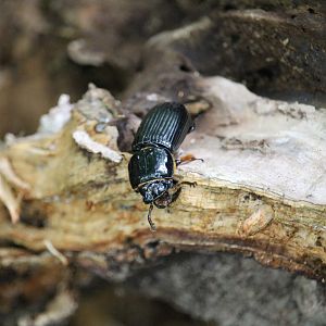 Horned Passalus Beetle (Odontotaenius disjunctus)