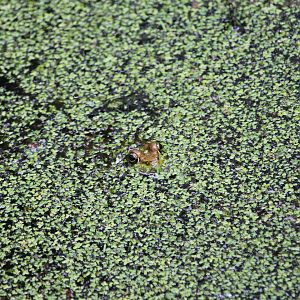 Find the Green Frog (Lithobates clamitans)