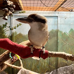 Laughing Kookaburra