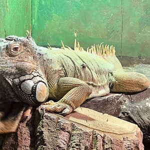 Green Iguana