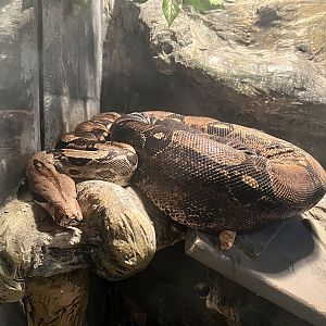 Colombian Red-tailed Boa