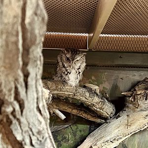 Eastern Screech Owl