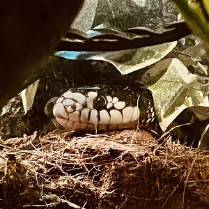 California King Snake