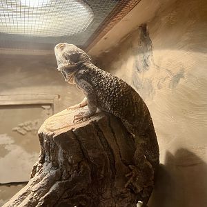Bearded Dragon