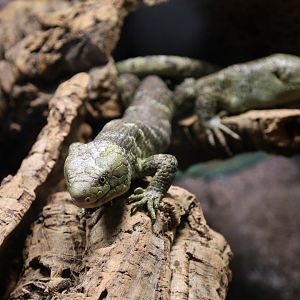 Solomon Island Prehensile-tailed Skink