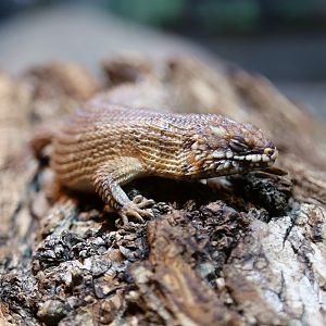 Hosmer's Spiny-tailed Skink (Egernia hosmeri)