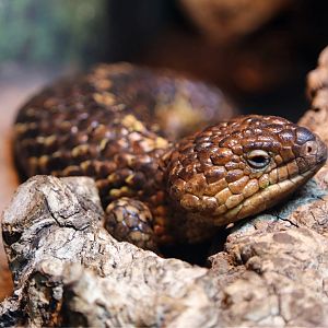 Shingleback Lizard (Tiliqua rugosa)