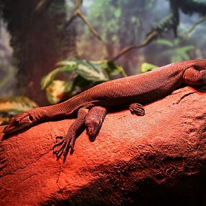 Mertens's Water Monitor (Varanus mertensi)