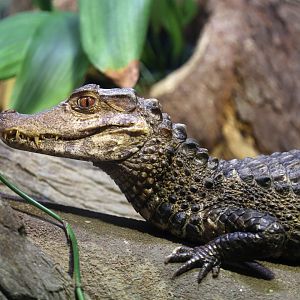 Dwarf Caiman