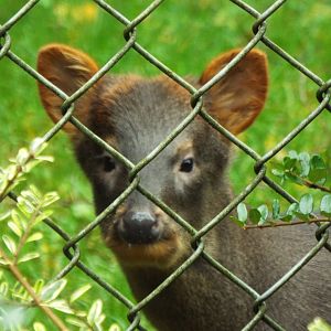 Chilean pudu. Banham Zoological Gardens