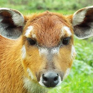 Sitatunga, Banham Zoological Gardens