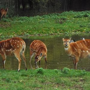 Sitatunga, Banham Zoological Gardens