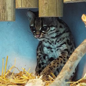 Margay, Banham Zoological Gardens