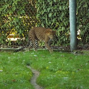 Sri-Lankan leopard, Banham Zoological Gardens