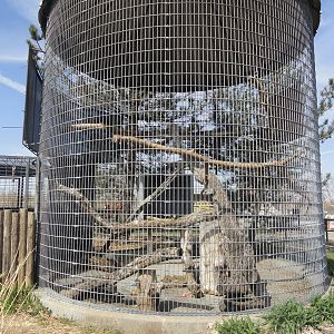 Golden Eagle Exhibit