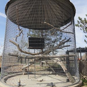 Red Tailed Hawk Exhibit