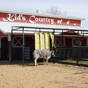 Kid's Country Barn with Zebu