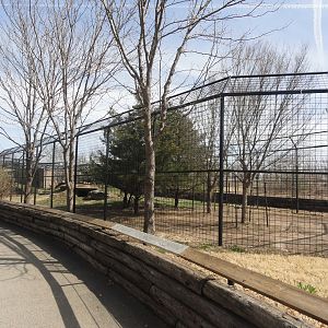 African Painted Dog Exhibit