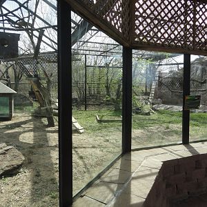 White-nosed Coati Exhibit