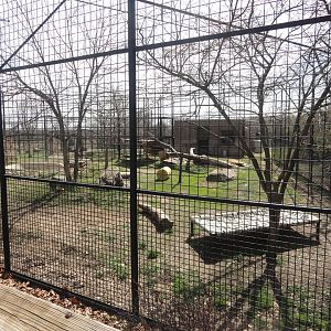 Amur Tiger Exhibit West