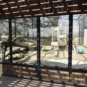 Mountain Lion Exhibit