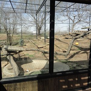 Snow Leopard Exhibit