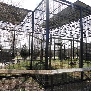 Guereza Colobus Exhibit