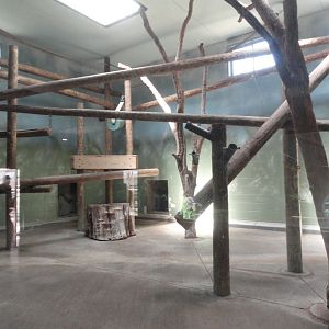 Sumatran Orangutan Indoor Exhibit