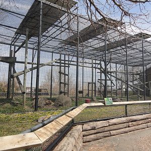 Sumatran Orangutan Exhibit