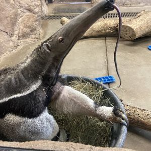 Giant Anteater