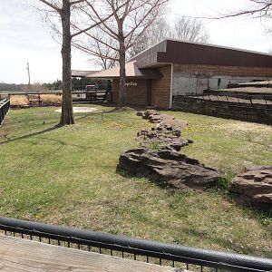 Aldabra Tortoise Exhibit