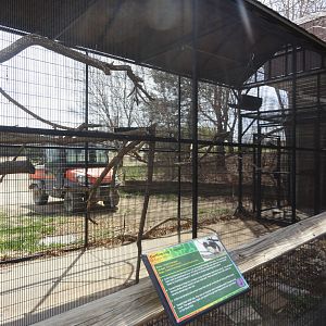 Cotton Top Tamarin Exhibit