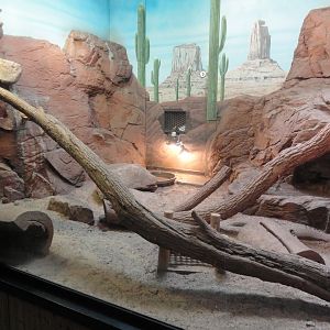 Chuckwalla, Gila Monster, Sonoran Desert Toad Exhibit