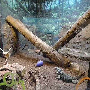 Grand Cayman Iguana Exhibit