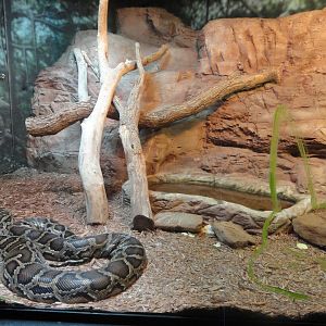 Burmese Python Exhibit