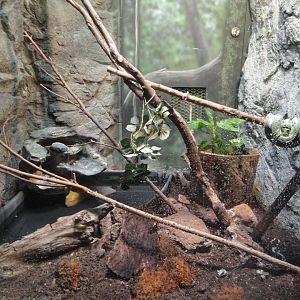 Green Tree Python Exhibit