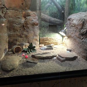 Pancake Tortoise, Egyptian Tortoise Exhibit