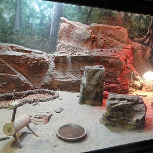 Desert Tortoise Exhibit