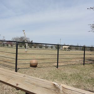 Dromedary Exhibit - East