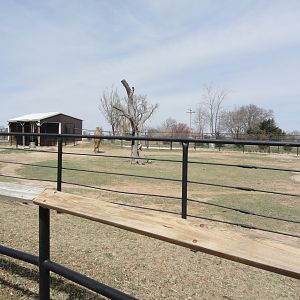 Dromedary Exhibit - West
